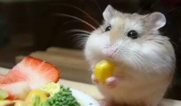 仓鼠吃瓜视频大全,笑料十足视频大全