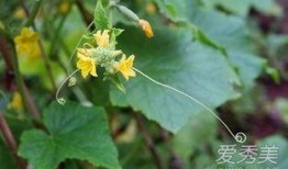 吃瓜花的功效,养生保健新选择