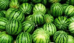 微信吃瓜群瓜文天下,瓜文天下，揭秘娱乐圈幕后故事