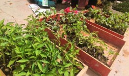 金乡县吃瓜,探寻瓜乡的独特魅力