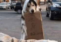 狗吃瓜群众,狗视角下的瓜群众众生相