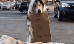 狗吃瓜群众,狗视角下的瓜群众众生相