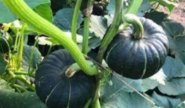 吃小瓜母乳,母爱如瓜，温馨成长记