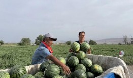 柘汪镇吃瓜,瓜香四溢，品味乡村美食之旅