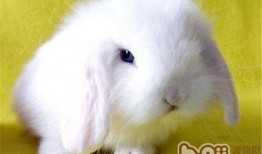 宠物兔夏天吃瓜,宠物兔的瓜果盛宴