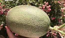 奇蛋物语吃瓜,揭秘神秘奇蛋背后的奇幻世界