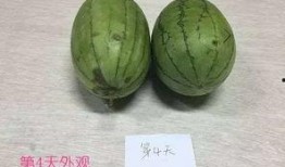 原吃瓜委员会,揭秘娱乐圈幕后真相