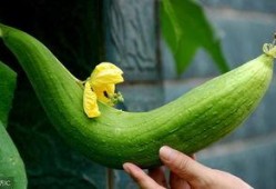 吃瓜避坑,轻松识别网络谣言，守护你的信息安全