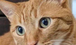 头像猫咪吃瓜,猫咪的夏日消暑新宠