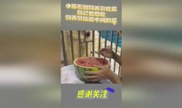 吃瓜小熊网站,带你领略网络娱乐新风尚