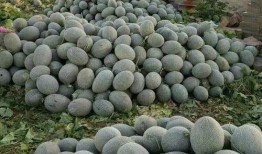 吃瓜特效礼物,揭秘吃瓜特效礼物的魅力与玩法