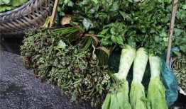 广西阿姨吃瓜,一场味蕾与夏天的邂逅