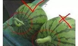 镇平吃瓜事,一场引发全民热议的网络狂欢