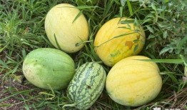 梦里吃黑色瓜,黑色瓜果的秘密之旅