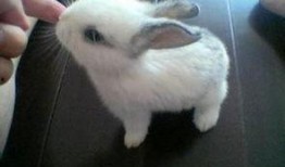 宠物兔夏天吃瓜,宠物兔的瓜果盛宴