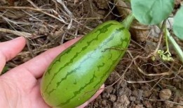 原吃瓜委员会,揭秘娱乐圈幕后真相