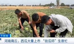 吃瓜法警,揭秘法庭背后的趣味故事