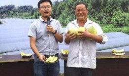 最新吃瓜村主任,揭秘吃瓜村的秘密风云