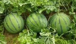 吃瓜种瓜开花了说说,从吃瓜到种瓜，见证丰收喜悦