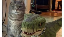 带你吃瓜解说猫科,揭秘猫科动物的神秘世界