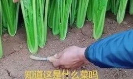 小西瓜吃瓜日常,小西瓜的甜蜜瓜果时光