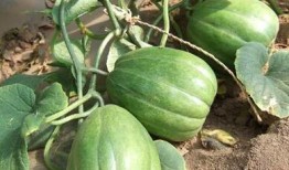 吃瓜的老王同学,吃瓜老王同学的校园趣事大盘点