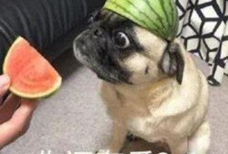 吃瓜是骗人的吗,是骗人还是真实存在？