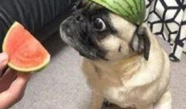 吃瓜是骗人的吗,是骗人还是真实存在？