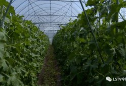 西昌青龙山吃瓜