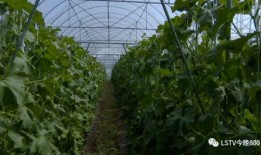 西昌青龙山吃瓜