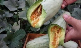 吃瓜削皮直接吃,尽享鲜甜——揭秘直接食用西瓜的新潮流