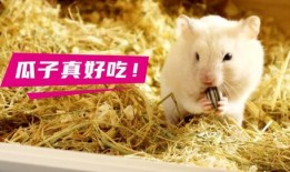 仓鼠吃瓜视频大全,笑料十足视频大全