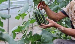 杭州它博会吃瓜,一场科技与美食的“瓜界盛宴”