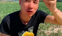 吃瓜真,吃瓜群众的视角