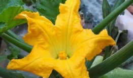 吃瓜花的功效,养生保健新选择