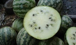 附子瓜怎么吃减肥,天然食材助你轻松瘦身