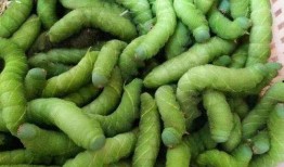 大虫子火爆吃瓜,揭秘网络热点的背后故事