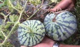 藤瓜怎么吃最好