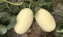 河科吃瓜,揭秘校园热点事件背后的真相