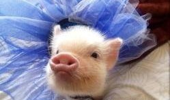 萌哒哒小猪吃瓜,萌哒哒小猪的欢乐吃瓜之旅