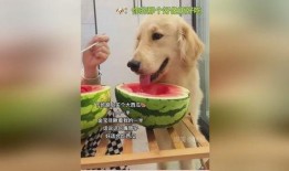瓜可以给狗吃吗,狗狗的健康美食选择