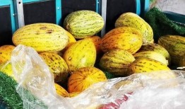 牛吃不吃哈密瓜,揭秘牛是否爱吃哈密瓜