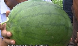 杭州它博会吃瓜,一场科技与美食的“瓜界盛宴”