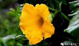 吃瓜花的功效,养生保健新选择