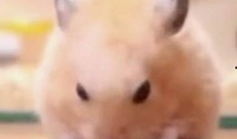 仓鼠吃瓜视频大全,笑料十足视频大全