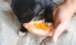 吃蛆的瓜,吃蛆瓜的神秘之旅