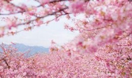 吃瓜樱花汇,一场别开生面的樱花盛宴与美食狂欢