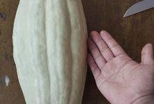 叶十七吃瓜,一场吃瓜引发的欢乐盛宴