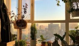 英国落地窗吃瓜,居民家中落地窗成“吃瓜群众”聚集地