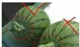 吃瓜小白白,吃瓜小白白的趣味食光之旅